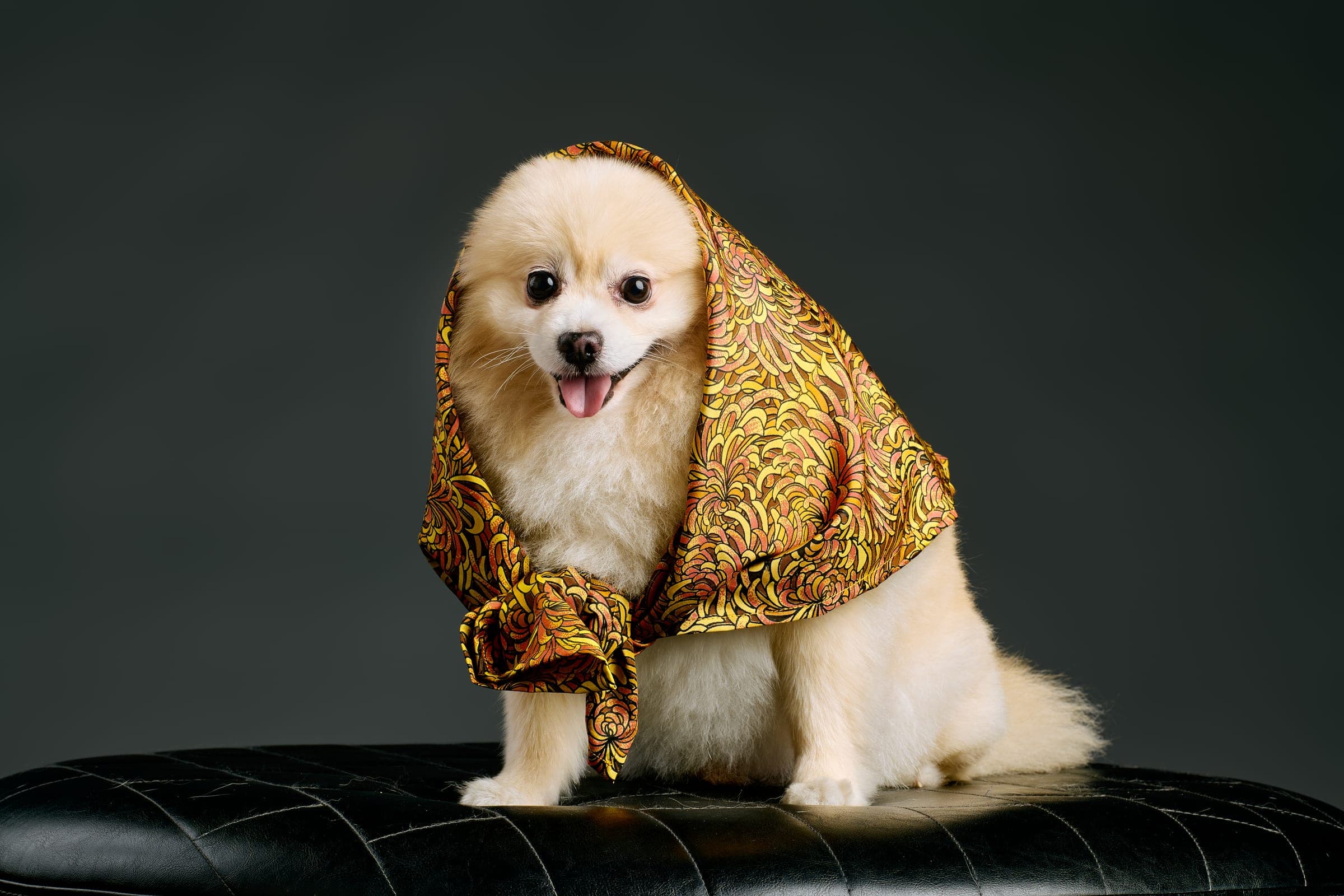 A cream Pomeranian standing, wearing the Orchid silk scarf in pale green and cream